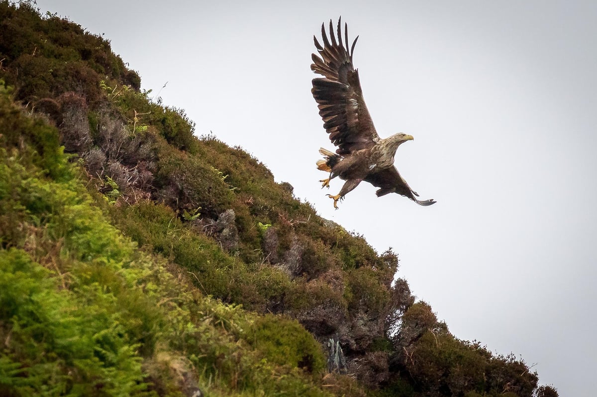 Spotting Skye's wildlife big five in close up - Scotland on Sunday Travel