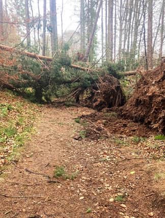 A felled tree on Doune Estate.