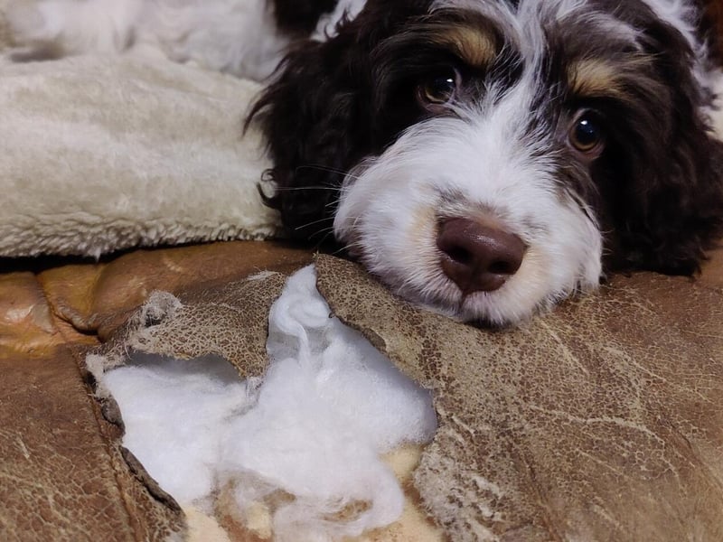 Shelby the Sproodle has chewed a rather large hole in her owner’s favourite reading spot on a much-loved leather sofa.