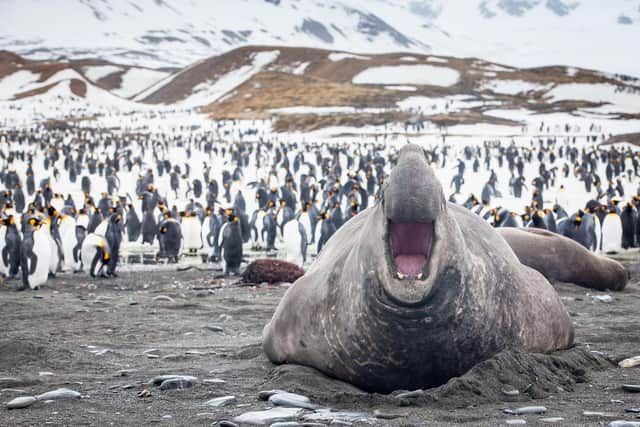 An elephant seal in South Gergia. Pic: PA Photo/Alamy.