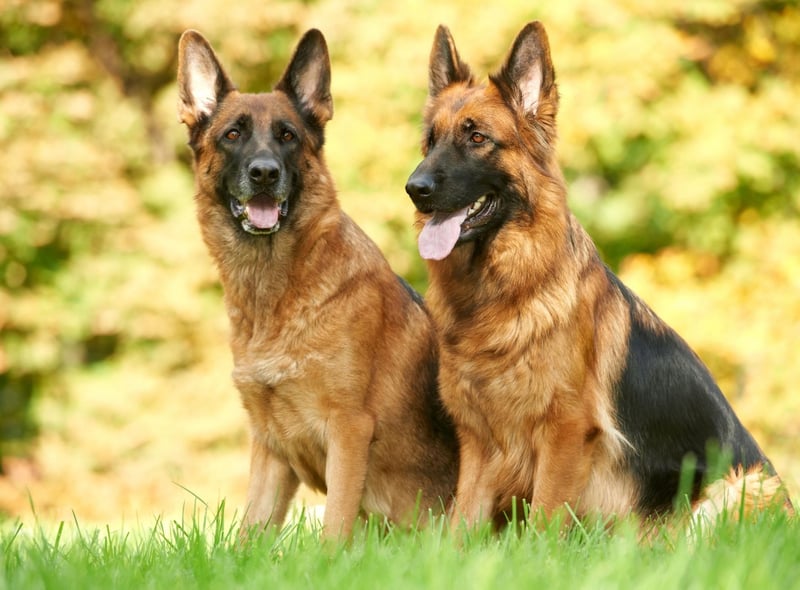 German Shepherds have every attribute required of a military dog, making them the most popular choice for armies around the world. They are strong, agile, loyal, highly trainable and will stay calm in even the most hostile environment.