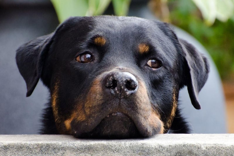 The Rottweiler's immense strength and power has given it a somewhat unjustified reputation for being aggressive. A well-trained Rottweiler can make a gentle and loyal family pet.