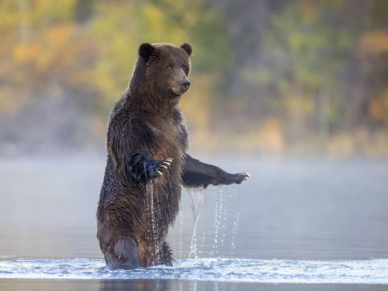 Looking At Me, Looking At You by John E. Marriott, Canada, of a grizzly bear in the Chilko River, British Columbia, Canada, which has been shortlisted for the Wildlife Photographer of the Year People's Choice Award.