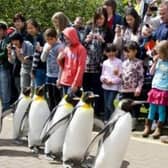 The penguin parade at Edinburgh Zoo has been a popular fixture there since 1951. 