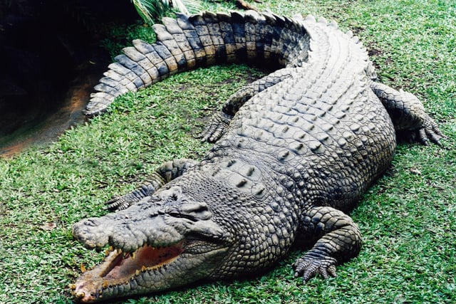 In March 2019, pictures of what appeared to be a crocodile in Arbroath's Keptie Pond sparked fear among concerned locals. It turned out to be a plastic replica of the terrifying creature used by prankster Findlay Stephen who was playing an early April Fool on his fellow townsfolk.