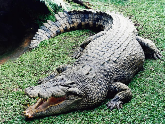 In March 2019, pictures of what appeared to be a crocodile in Arbroath's Keptie Pond sparked fear among concerned locals. It turned out to be a plastic replica of the terrifying creature used by prankster Findlay Stephen who was playing an early April Fool on his fellow townsfolk.