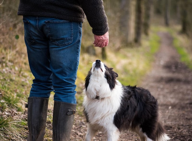 Considering that the intelligent Border Collie has been bred to work incredibly closely with their owner to herd sheep, it's perhaps no surprised that the relationship can be pretty intense from the dog's point of view. Time apart from their owner can lead to this breed becoming destructive.