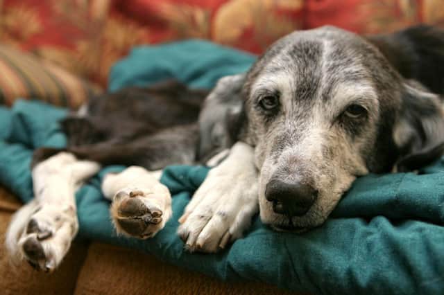 As dogs get older their risk of developing helath conditions like dementia increases.