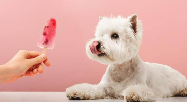 Celebrate Valentine's Day with your pup by making them a cheap and healthy treat.