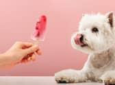 Celebrate Valentine's Day with your pup by making them a cheap and healthy treat.