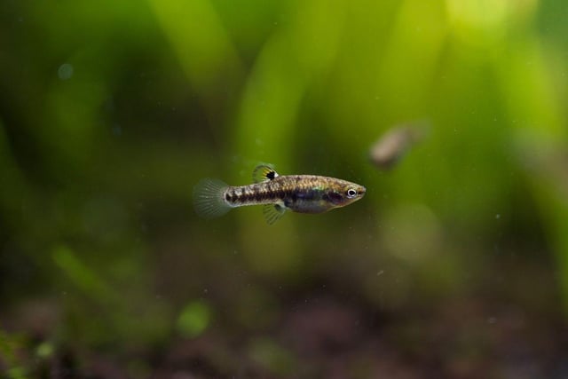 Used to living in stagnent, muddy water in their native North America, a clean five litre tank is positively luxurious fot the Least Killifish. There's no problem with space either - they are the seventh smallest breed of fish in the world.