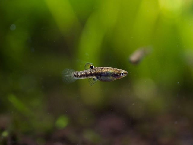 Used to living in stagnent, muddy water in their native North America, a clean five litre tank is positively luxurious fot the Least Killifish. There's no problem with space either - they are the seventh smallest breed of fish in the world.