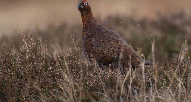 A red grouse in the Lammermuir Hills, Scottish Borders (Picture: PHIL WILKINSON)