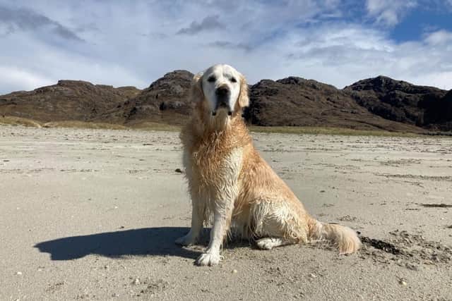 Marty is back to his old tricks, enjoying a day getting wet and covered in sand at the beach
Pic: VSS