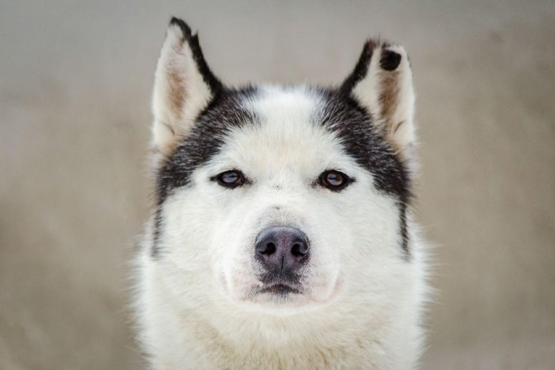 Siberian Huskies are known for their striking eyes, but unfortunately are also predisposed to three genetic eye conditions - cataracts, corneal dystrophy, and PRA. Due to this Huskies should have an eye exam before breeding.
