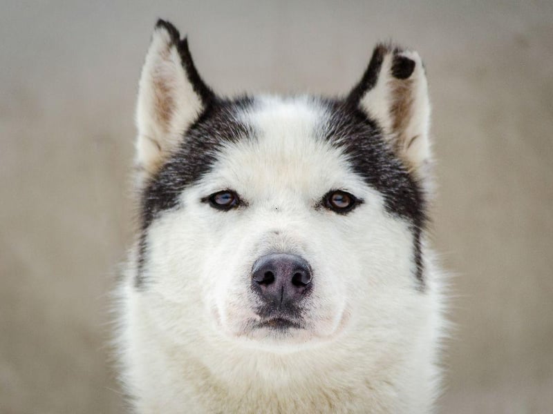 Siberian Huskies are known for their striking eyes, but unfortunately are also predisposed to three genetic eye conditions - cataracts, corneal dystrophy, and PRA. Due to this Huskies should have an eye exam before breeding.