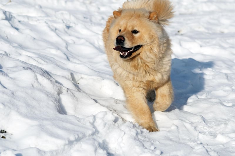 The Chow Chow's luxurious and thick coat makes them look like a friendly lion and makes them seemingly impervious to dropping temperatures. Originally bred to guard royal palaces in their native China, they are quite happy to spend the majority of their time outside.