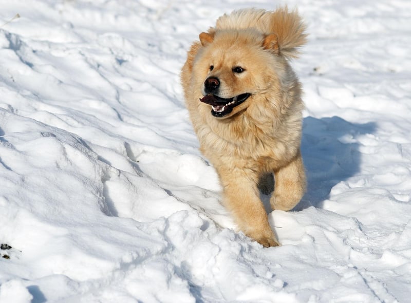 The Chow Chow's luxurious and thick coat makes them look like a friendly lion and makes them seemingly impervious to dropping temperatures. Originally bred to guard royal palaces in their native China, they are quite happy to spend the majority of their time outside.