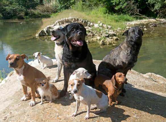 Many breeds of dog have enjoyed a surge in popularity over the last couple of years.