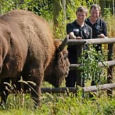 A bison at the Wildwood Trust, near Canterbury in Kent, gets to know two of the UK's first bison rangers (Picture: Gareth Fuller/PA)