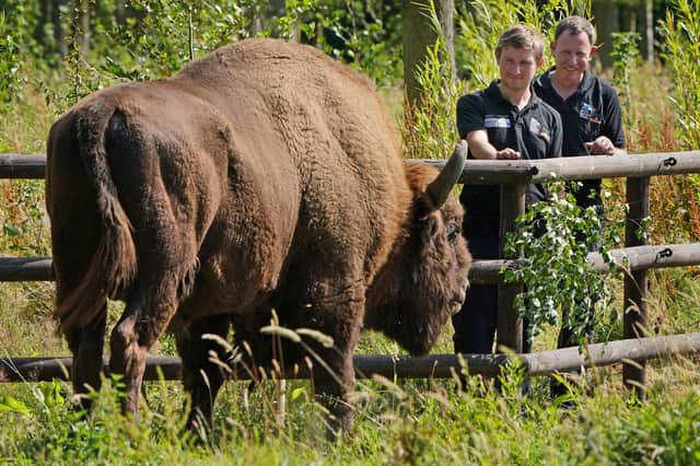 A bison at the Wildwood Trust, near Canterbury in Kent, gets to know two of the UK's first bison rangers (Picture: Gareth Fuller/PA)