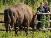 A bison at the Wildwood Trust, near Canterbury in Kent, gets to know two of the UK's first bison rangers (Picture: Gareth Fuller/PA)