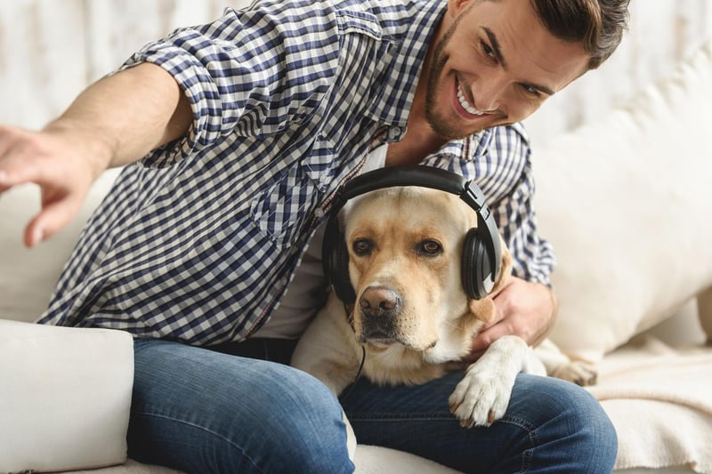 The Labrador Retriever tops many list of canine attributes - including the world's most popular dog breed - and it also leads the pack when it comes to hearing. They have been bred to hut and retrieve downed birds, so are able to detect the slightest rustle in the undergrowth.