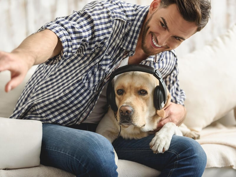 The Labrador Retriever tops many list of canine attributes - including the world's most popular dog breed - and it also leads the pack when it comes to hearing. They have been bred to hut and retrieve downed birds, so are able to detect the slightest rustle in the undergrowth.