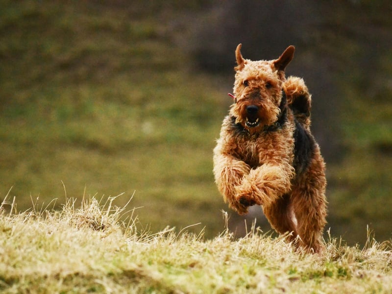 Originally from an area near the RIver Aire, the Airedale Terrier clocked 482 Kennel Club registrations in 2020.