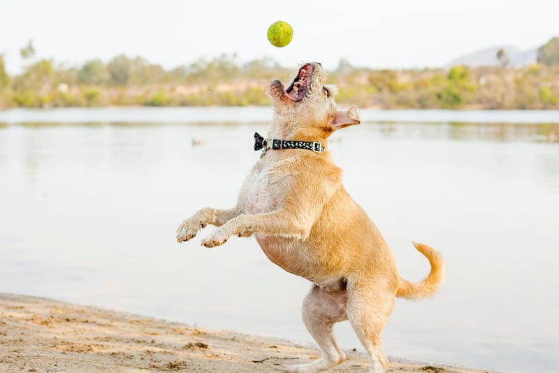 The Border Terrier is named after the area where is was first developed in the early 18th century - in the Cheviot Hills on the border between England and Scotland.