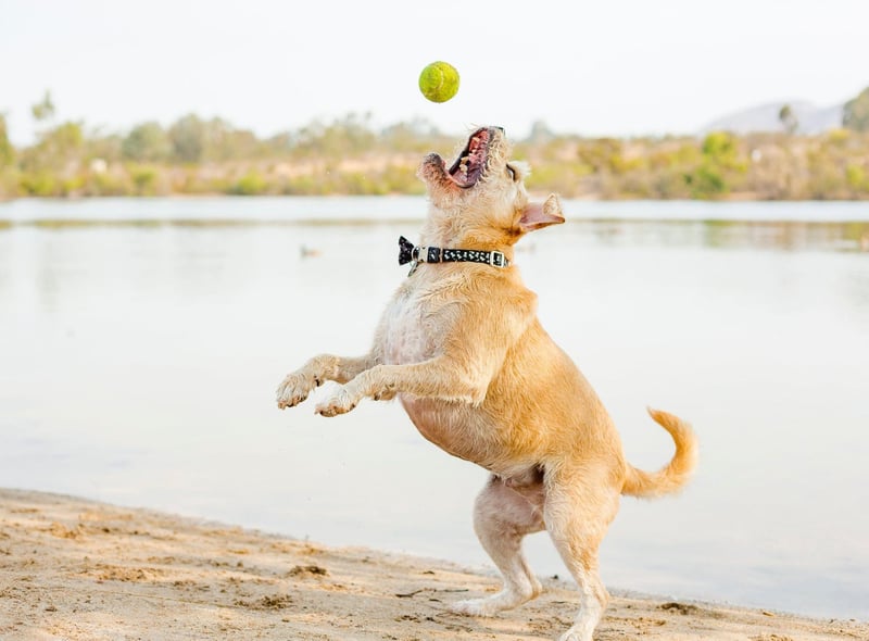 The Border Terrier is named after the area where is was first developed in the early 18th century - in the Cheviot Hills on the border between England and Scotland.