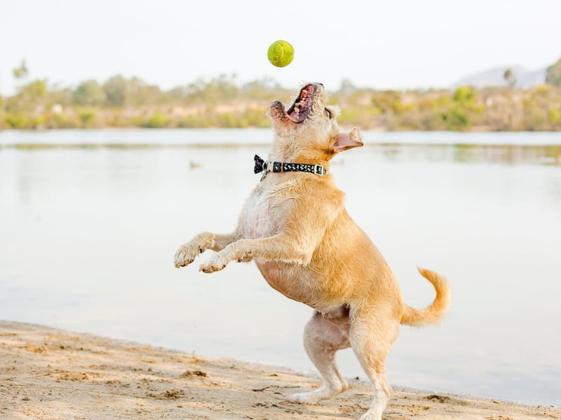 The Border Terrier is named after the area where is was first developed in the early 18th century - in the Cheviot Hills on the border between England and Scotland.
