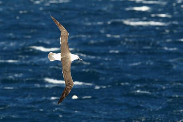Albatrosses could be having difficulty in their usual fishing grounds (Picture: Cameron Spencer/Getty Images)