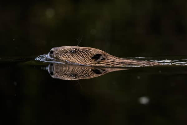 Beavers and the Cairngorms seem like a good fit (Picture: Dan Kitwood/Getty Images)