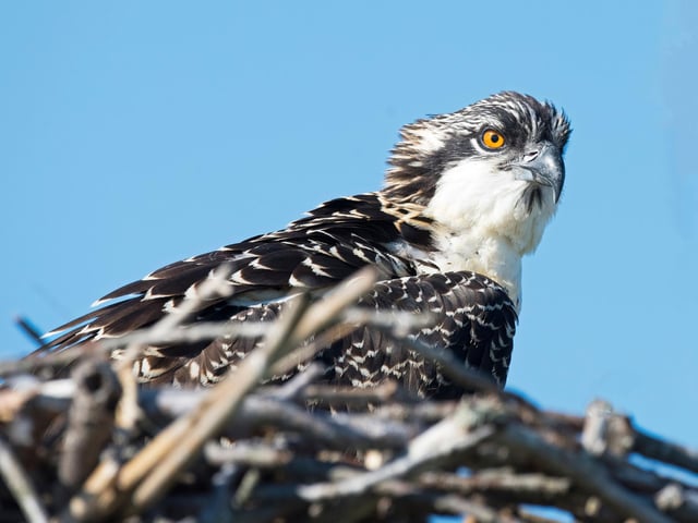 July is one of the best times of the year to see the osprey - also known as the fish hawk. By this time of year the raptor's chicks have fledged but are sticking close to the nest. As they aren't able to catch fish themselves, their parents are doing the hunting, returning to the nest to deliver dinner to the hungry novice flyers.