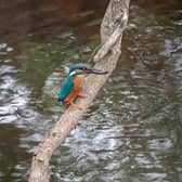 A kingfisher perched on a branch above Water of Leith in Edinburgh picture: Callum Robinson