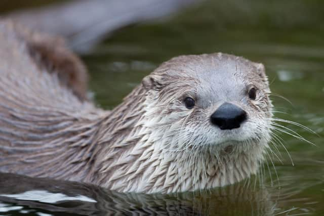 As well as built heritage, the NTS takes care of eight national nature reserves -- and the wildlife living on them