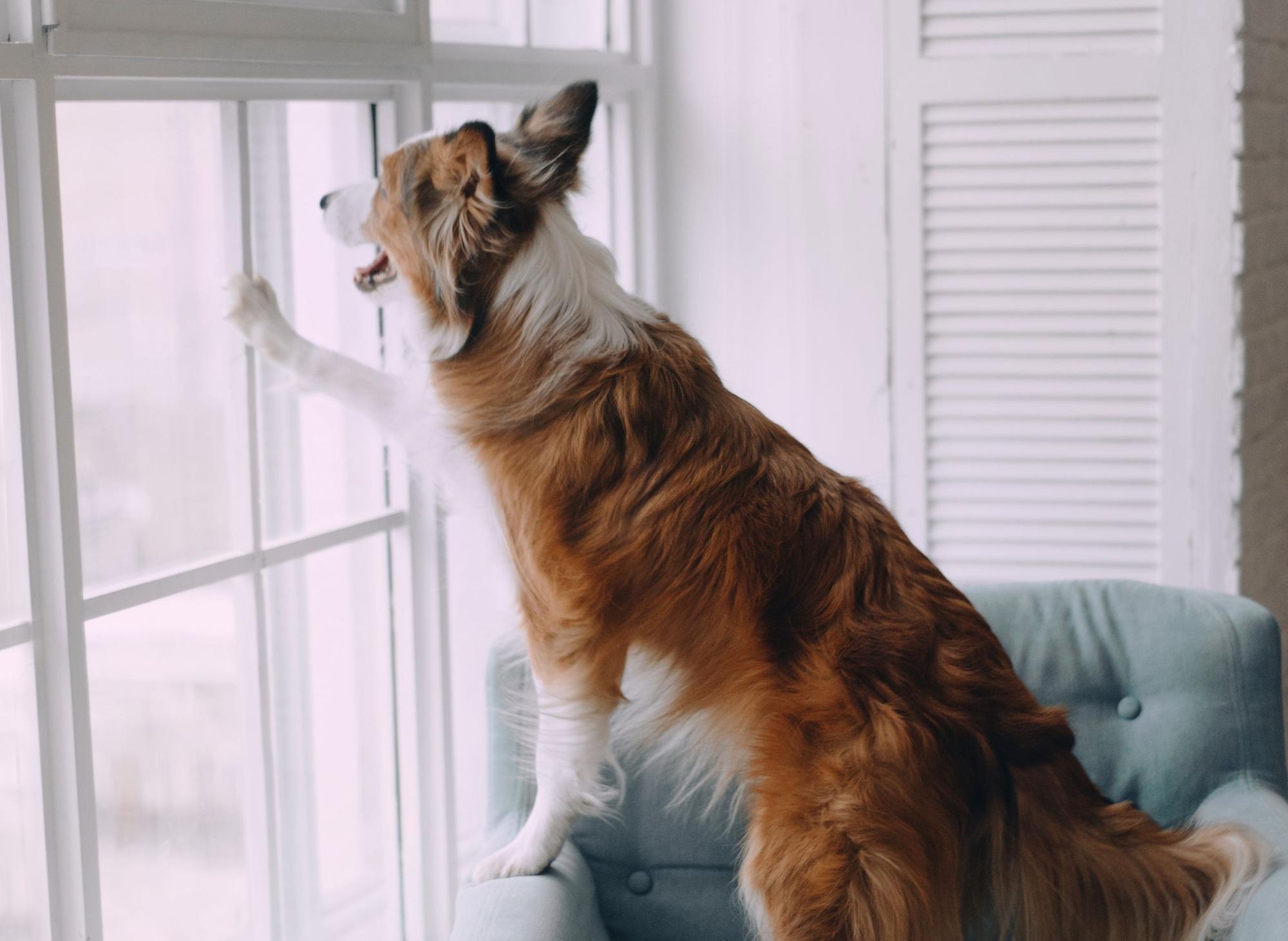How Long Can Yorkies Be Left Alone