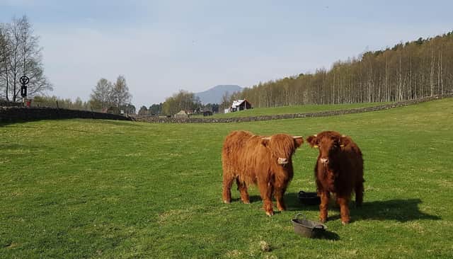Lucky and Sprout have been the star attraction at the Highland Folk Museum at Newtonmore.
