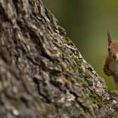A Red Squirrel on a tree trunk.