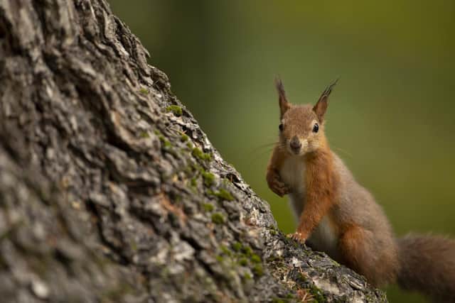 A Red Squirrel on a tree trunk.