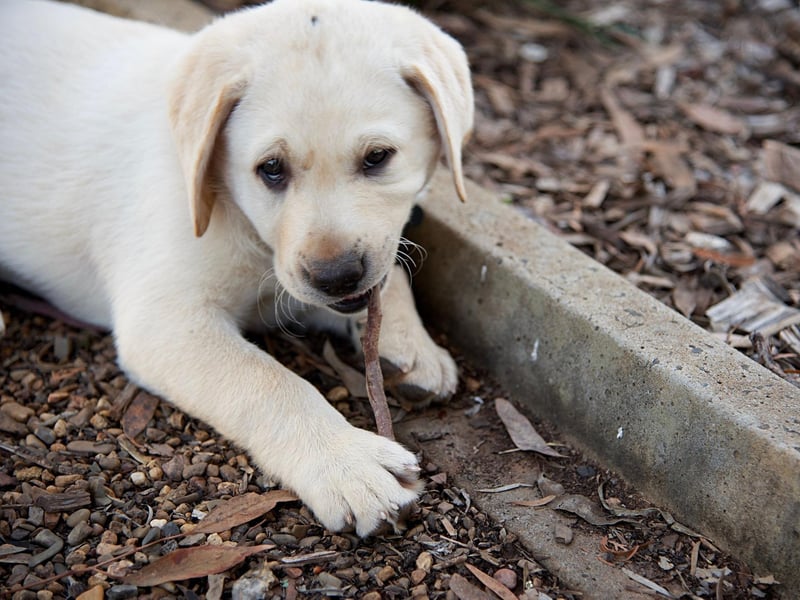 Sticks tend to have the most to fear from the teeth of the Labrador Retriever. Renowned for their friendly and loving nature, it's massively unusual for a Lab to bite - one of many reasons why they are the world's most popular dog breed.