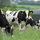 Scotland’s largest dairy said it does not include a new additive marketed to reduce methane from cattle in its products 