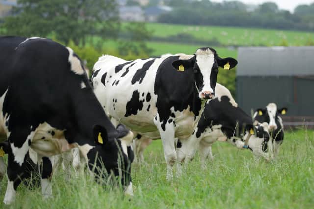 Dairy cows grazing. Picture: Cliff Donaldson