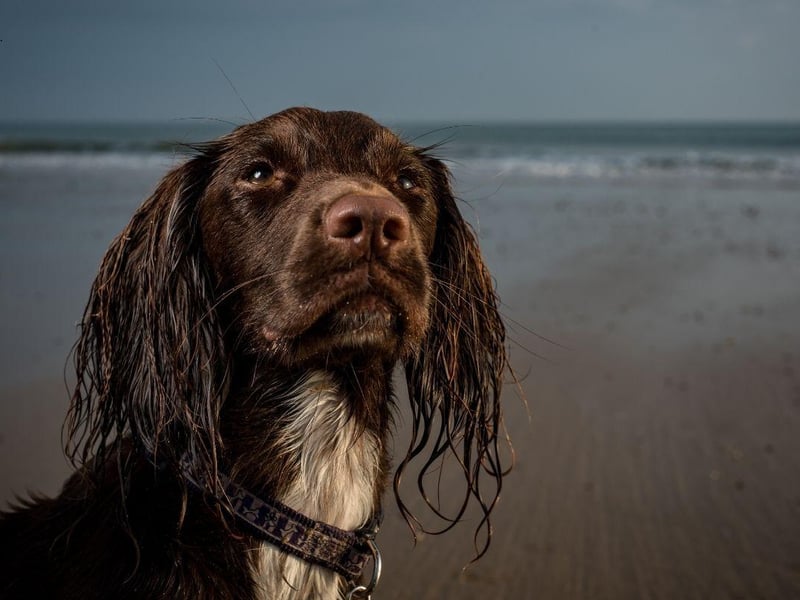 The Sprocker Spaniel is a mix of two spaniel breeds - the Cocker and the Springer. While they are not technically crossbreeds, because both parents are from the same family, neither are they considered pedigree as they cannot be registered with the Kennel Club. They make for loyal, intelligent and easy to train family pets.