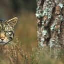 The Scottish wildcat is the UK's only remaining native cat species, but also its most endangered mammal