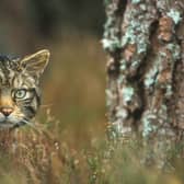 The Scottish wildcat is the UK's only remaining native cat species, but also its most endangered mammal