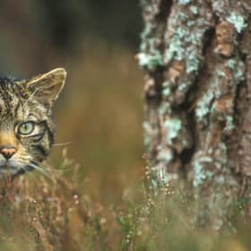 The Scottish wildcat is the UK's only remaining native cat species, but also its most endangered mammal
