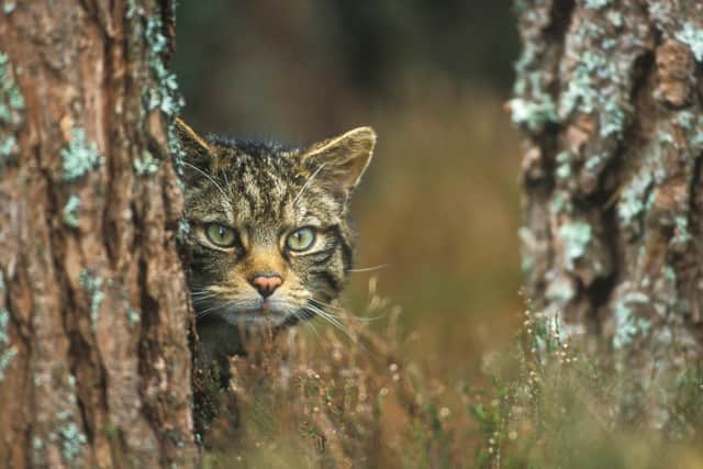 The Scottish wildcat is the UK's only remaining native cat species, but also its most endangered mammal