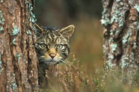 The Scottish wildcat is the UK's only remaining native cat species, but also its most endangered mammal